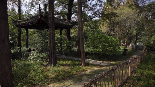 杭州西湖景区杨公堤风景