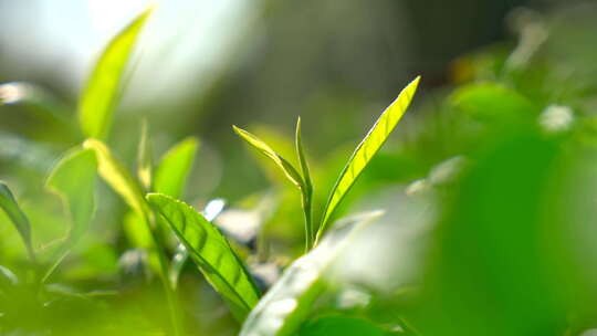 嫩绿茶叶茶树视频素材模板下载