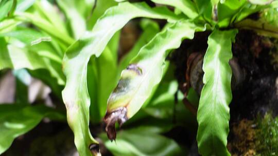 热带植物叶子爬山虎蕨类雨林缸