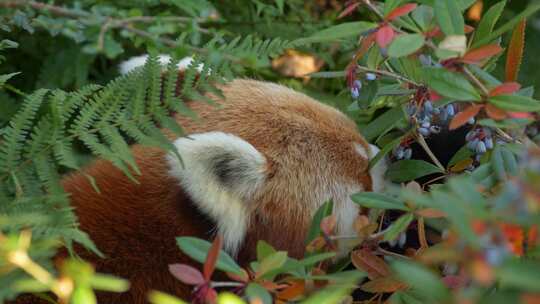 动物园小浣熊