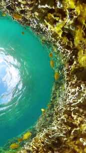 水下世界彩色热带鱼和珊瑚