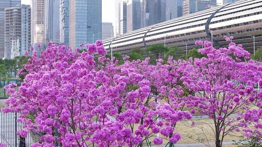 中国广东省广州市琶洲会展中心紫花风铃