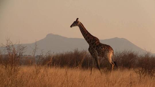 长颈鹿在草原上走着