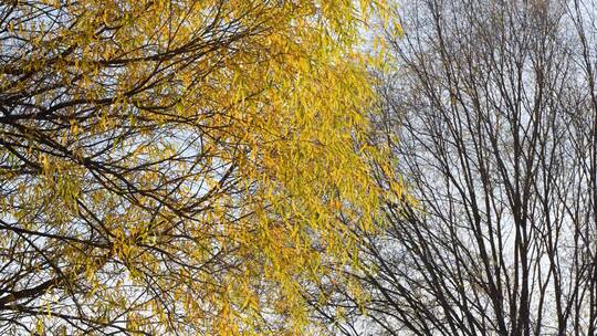 秋天柳树黄叶树枝空镜视频素材模板下载