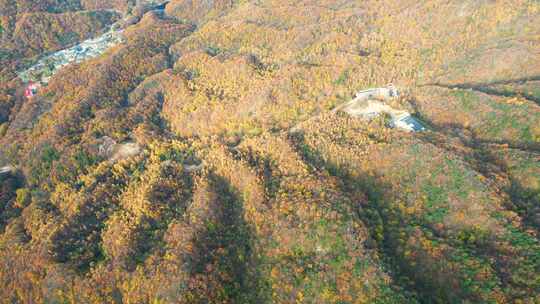 4K秋天金黄的树木自然风光航拍视频