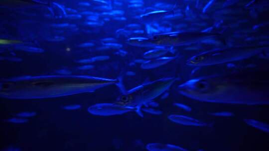 大连老虎滩海洋馆鱼群蓝色海底世界视频素材模板下载