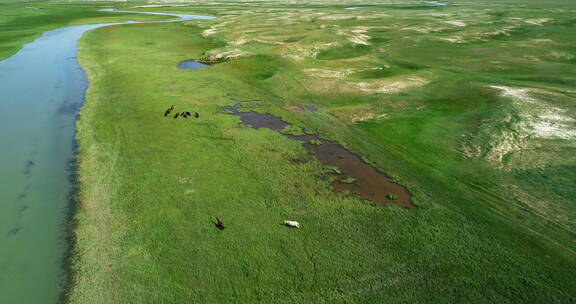 航拍新疆草原上的骏马悠闲吃草