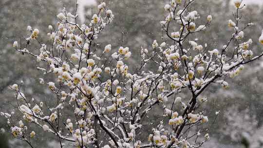 春天公园大雪中的腊梅花空境升格