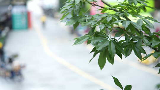 森林树木树枝树叶植被城市街道