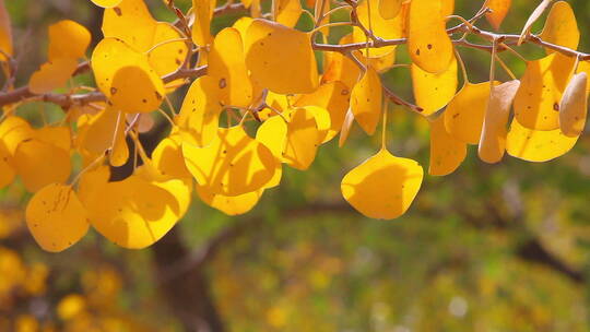 金色的胡杨树叶 阳光 微风 摇曳