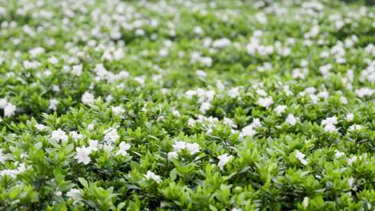 栀子花基地里的栀子花