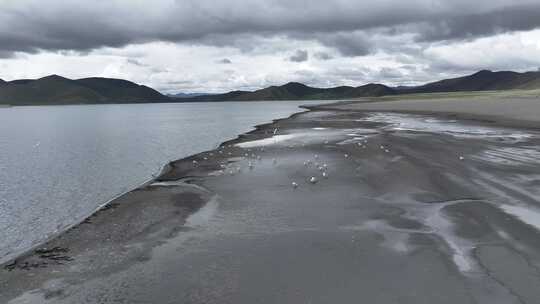 普莫雍措湖岸湿地风光