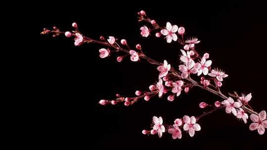 梅花开花，花朵，早开花