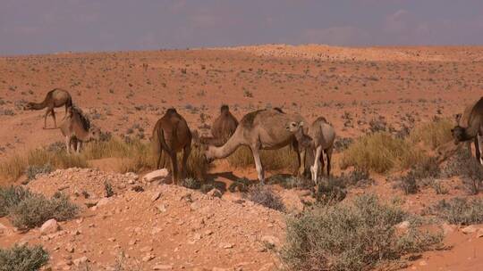 骆驼在荒漠中吃草视频素材模板下载