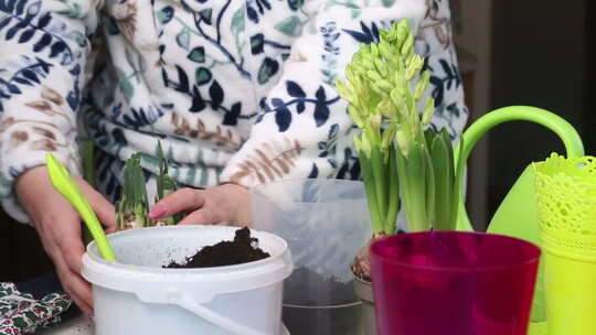 女人把报春花移植到一个新罐子里。风信子和