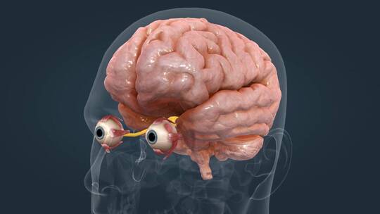 人眼 眼睛 眼球 感觉器官 视觉系统三维动画