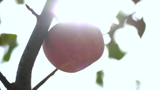 苹果收获 苹果采摘