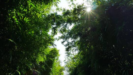 公园里的阳光竹林小路