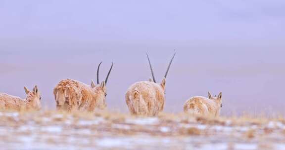 高清实拍野生动物藏羚羊