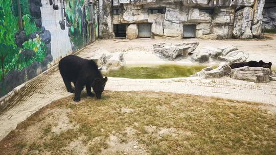 实拍 动物园 黑熊 动物 可爱 熊