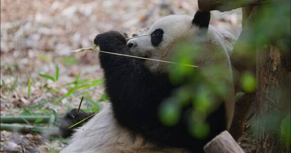 可爱的国宝大熊猫吃竹子