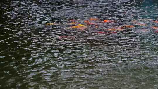 雨滴落在锦鲤鱼池上