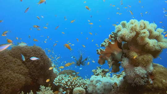 海洋热带生物视频素材模板下载