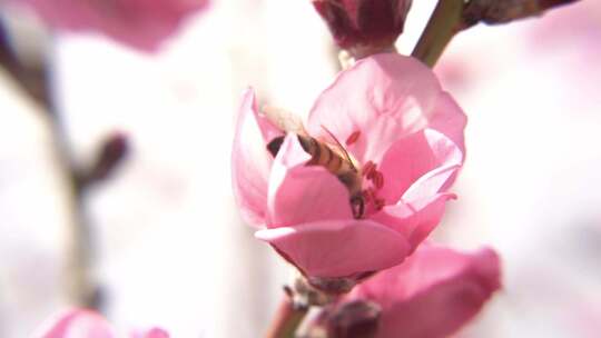 春天桃花盛开蜜蜂采蜜（2）