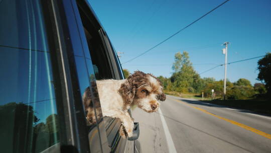 狗趴在车窗上向外看视频素材模板下载