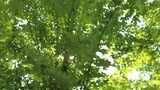 夏日阳光树枝树叶植物鲜花实拍高清在线视频素材下载