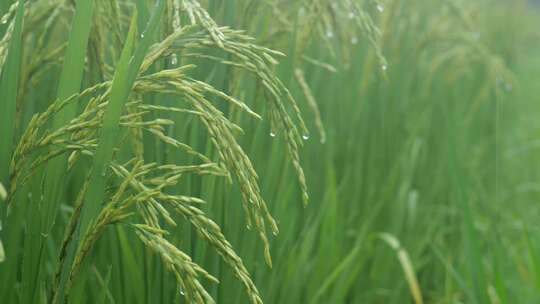 雨天稻田 水稻 稻穗 水稻丰收 水稻生长