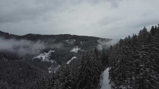 针叶树，山，雪，雾