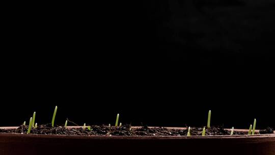 小麦苗破土而出茁壮成长延时