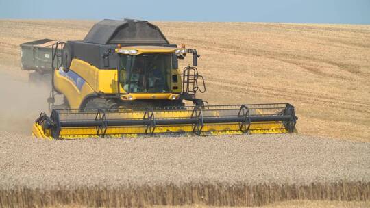 收割机正在收割小麦