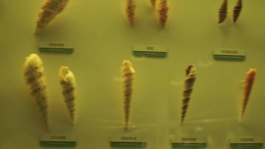 海洋生物贝壳海螺贝类标本
