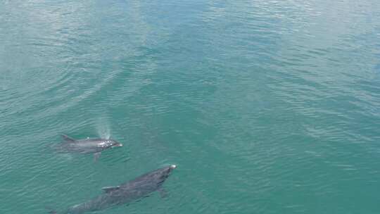 蓝色大海海豚飞跃可爱的海豚