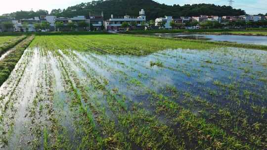 4K升格白鹭群飞湿地乡村农田生态保护航拍