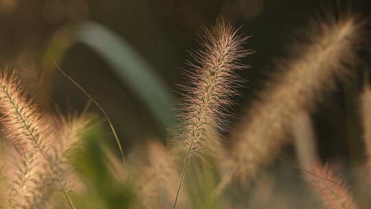 春末夏天狗尾巴草