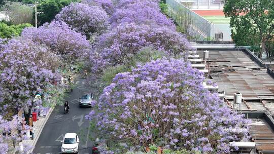 昆明教场路蓝花楹