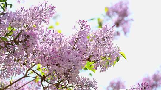 春天阳光下盛开的粉色紫丁香花朵花簇视频素材模板下载