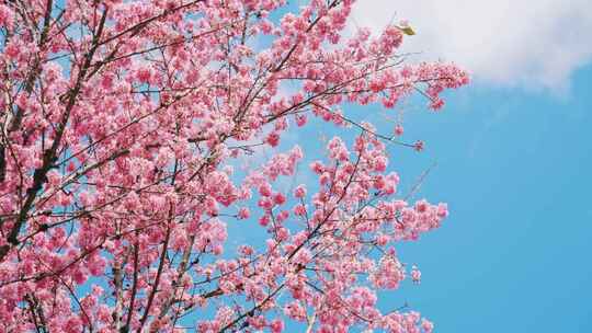 大理无量山樱花谷