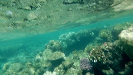 浅水珊瑚礁