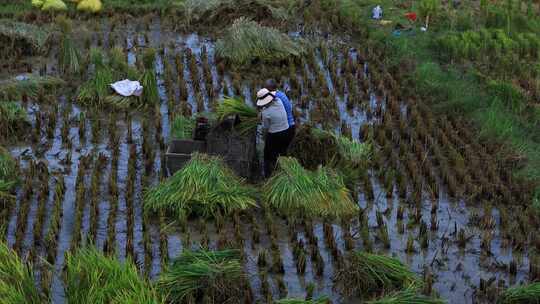 农村农民在稻田里割水稻劳动乡村振兴
