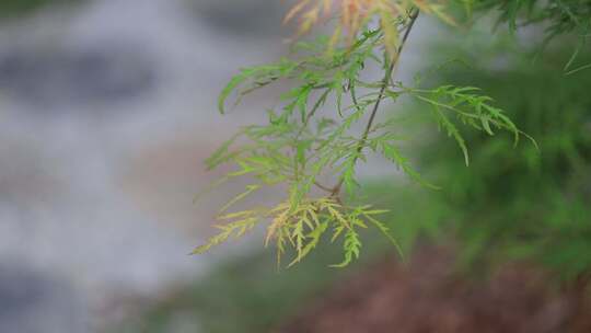 微风吹动枫树叶