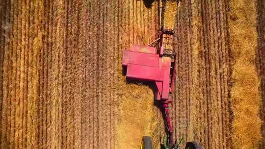 航拍 农场 小麦 机械化 收获 丰收视频素材模板下载