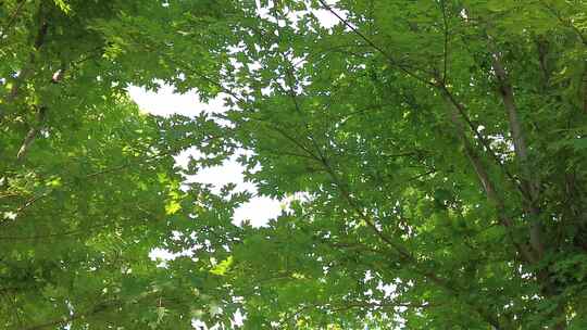 城市绿化夏日阳光树枝树叶植物鲜花实拍