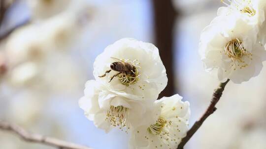 唯美春天开花桃花白色梅花白梅蜜蜂