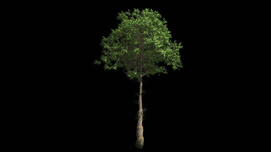 树 树木 灌木 三维 透明通道 树林