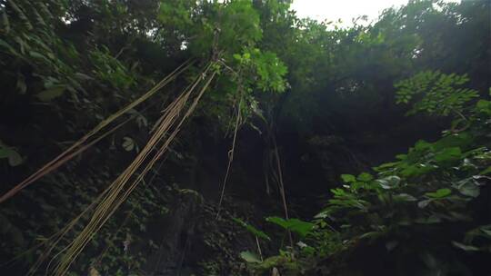 水大自然森林雨滴森林下雨河流山水农业水滴