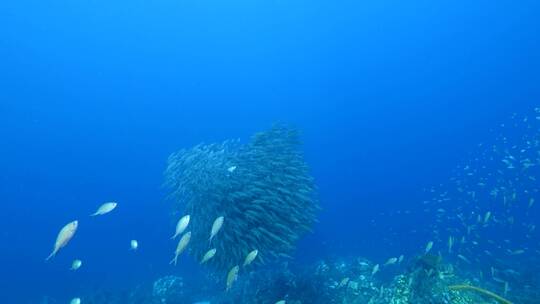 海底鱼群 沙丁鱼风暴视频素材模板下载